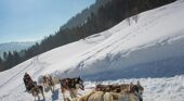 Dog Sledding in Megeve