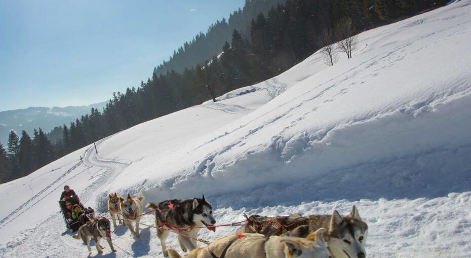Dog Sledding in Megeve