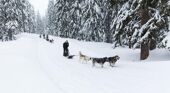 Meribel sled dogs