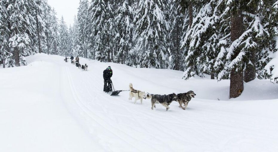 Meribel sled dogs