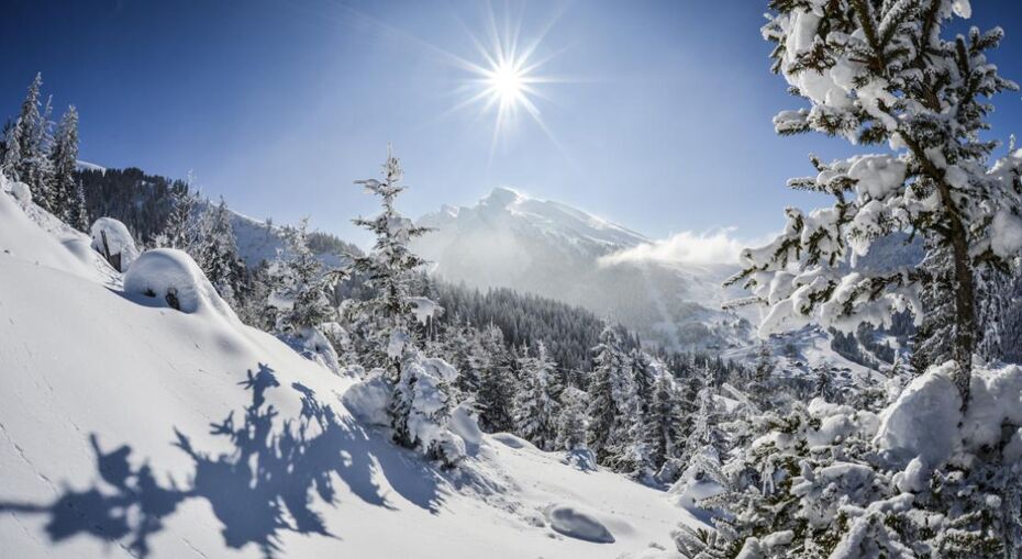 Snowy trees in La Clusaz